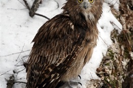  September 29 - In Russia, Are Loggers an Owl’s Best Friend?